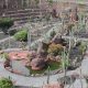 jardin de cactus manrique